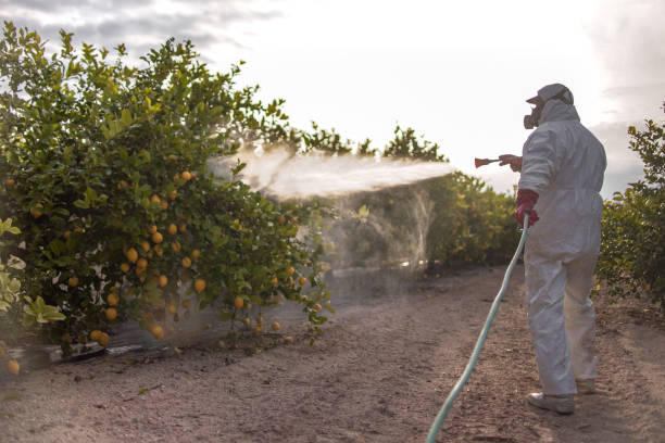 Best Pest Control Near Me  in Arbutus, MD